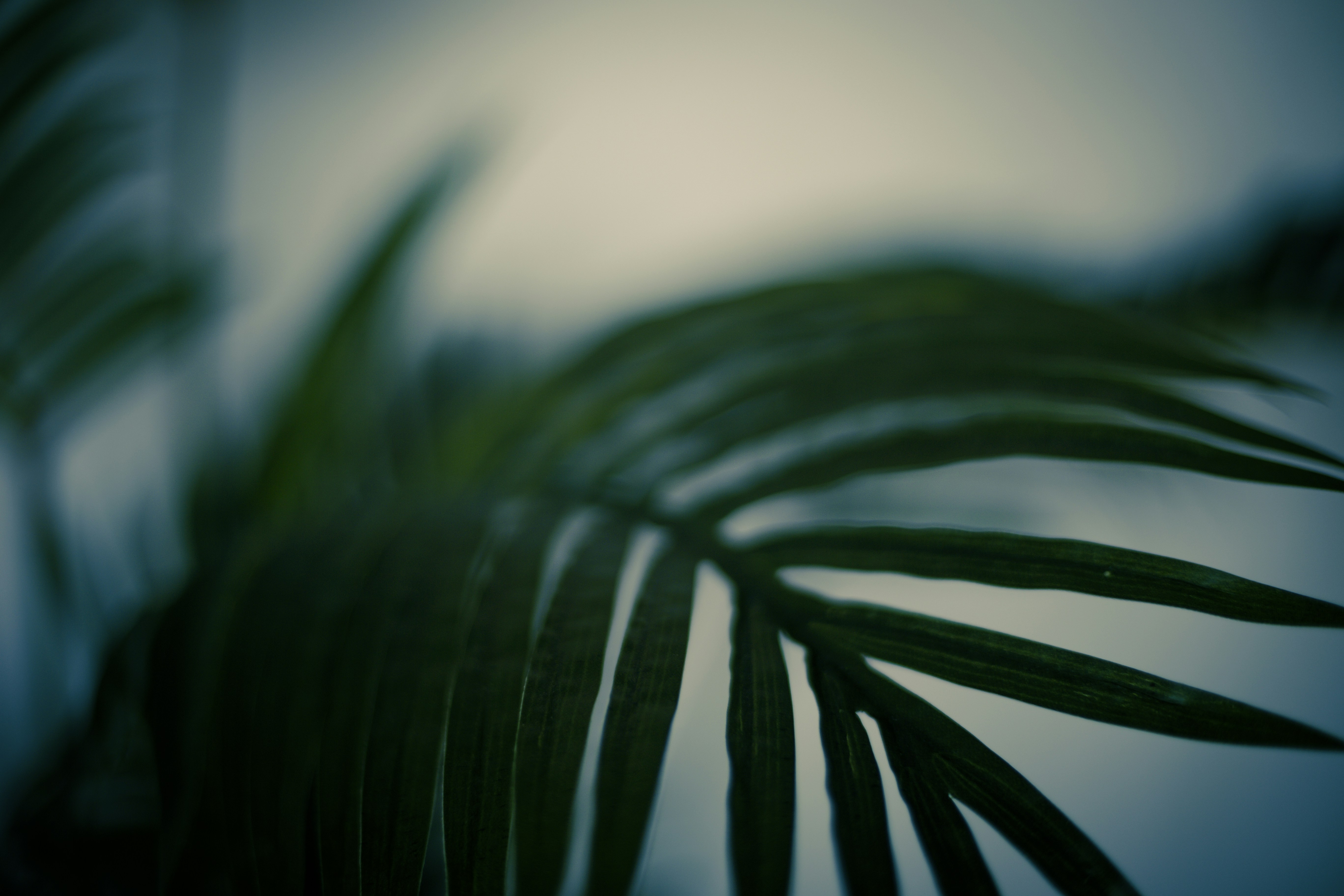 Photo by isaacquesada