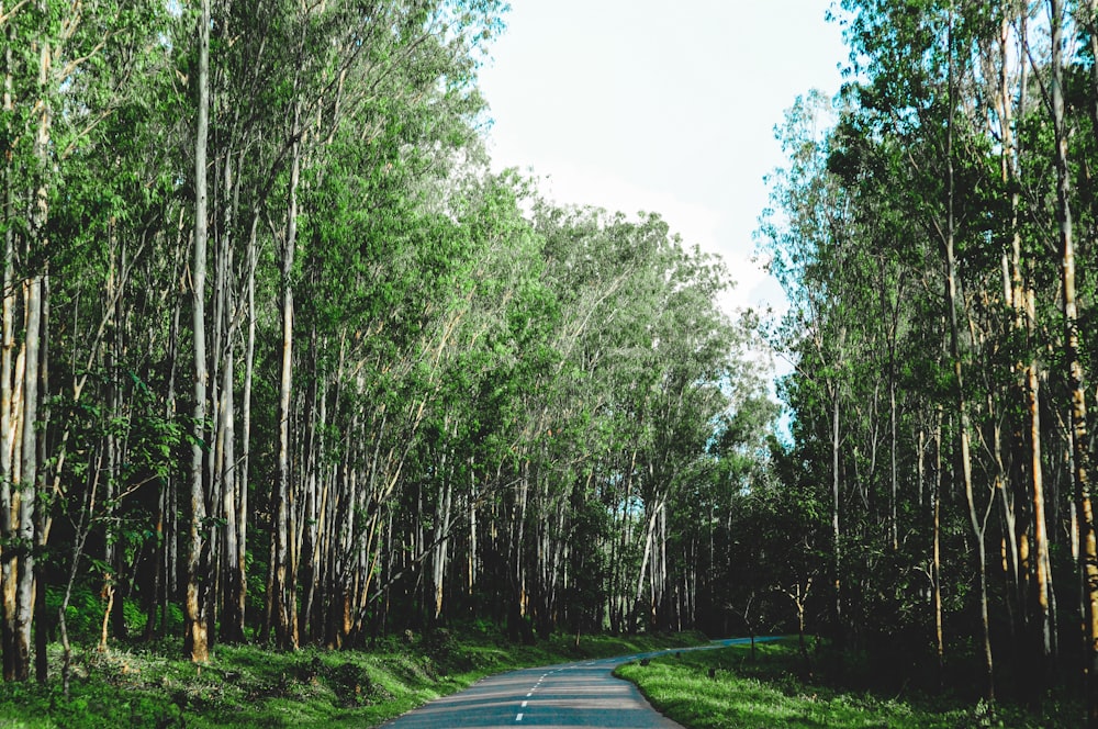 Carretera de asfalto gris entre árboles verdes durante el día