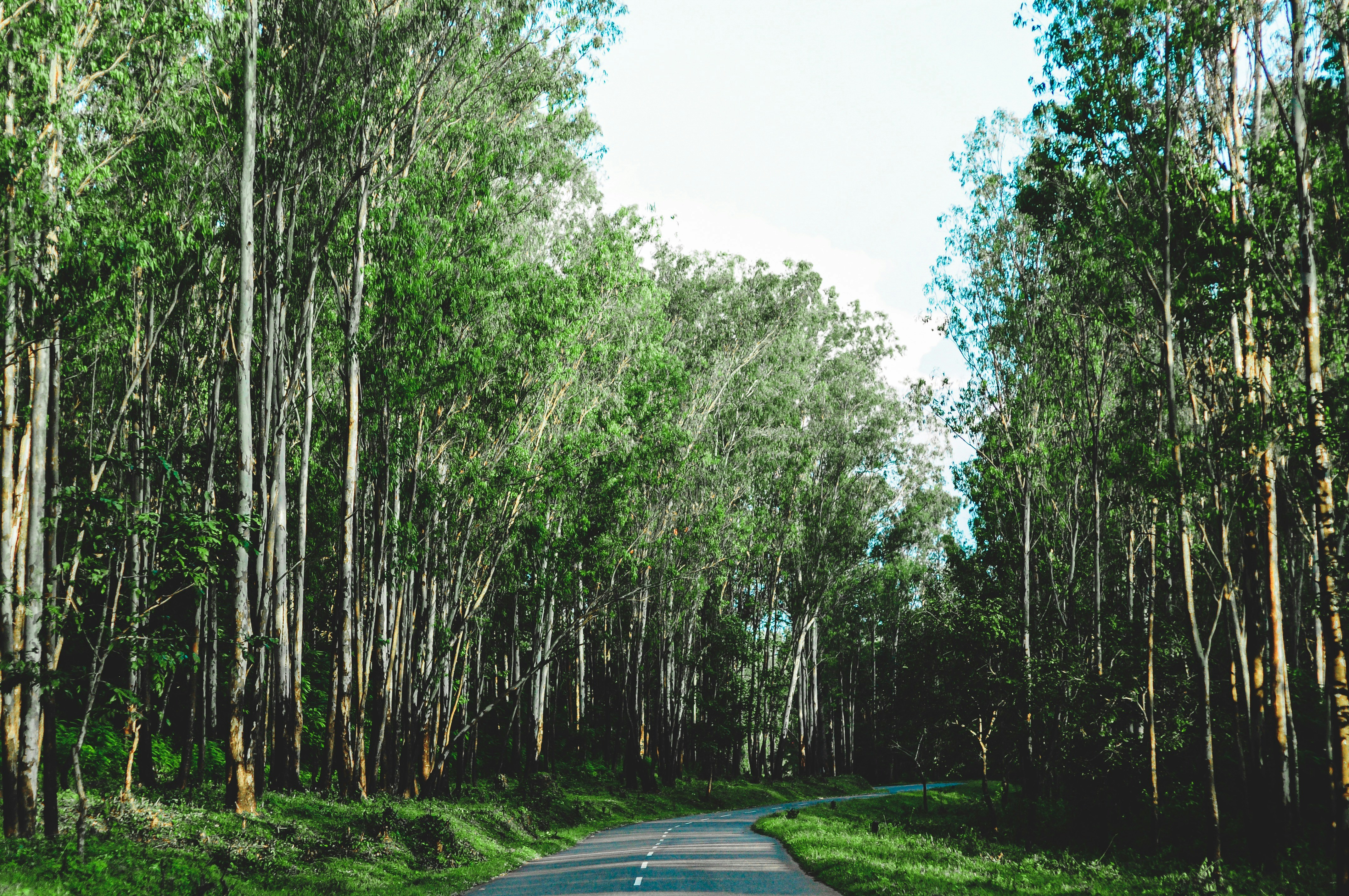 Road to Thekkady