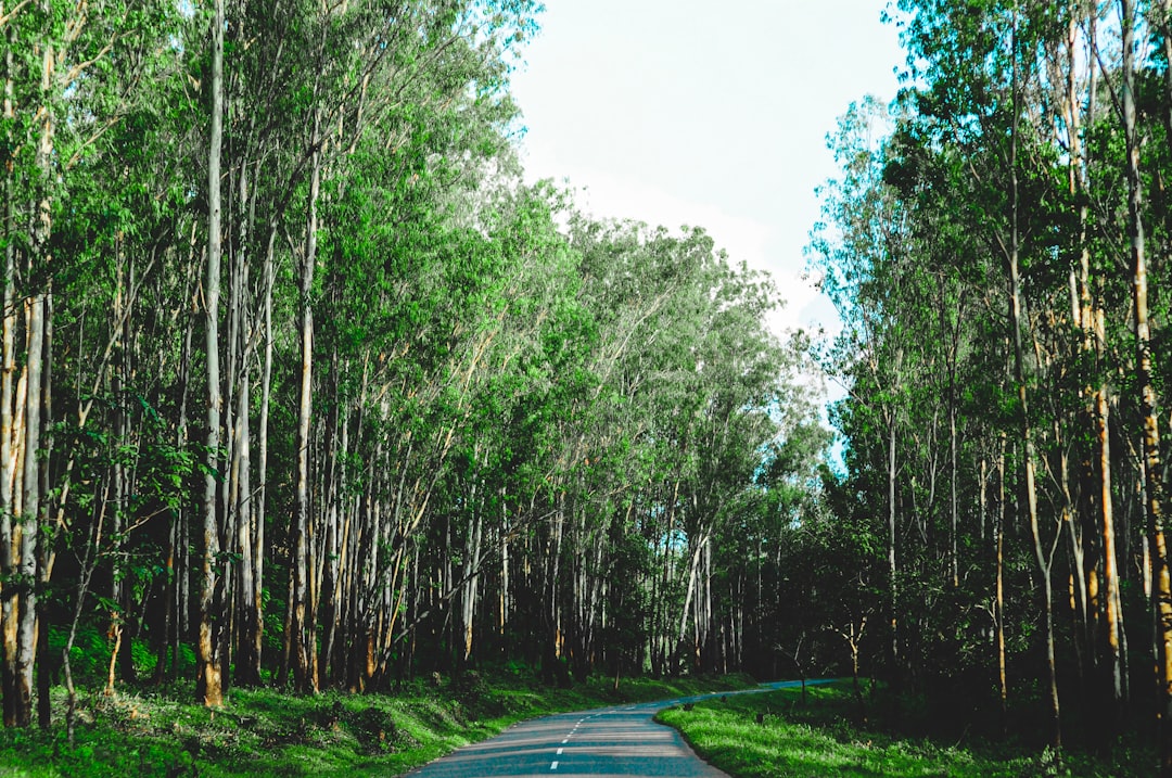 travelers stories about Forest in Wayanad, India