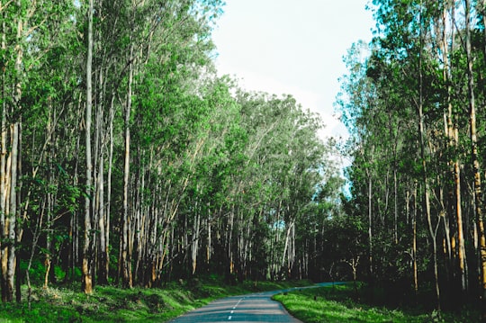 gray asphalt road between green trees during daytime in Wayanad India