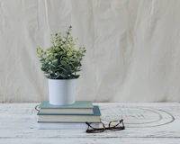 green plant in white ceramic vase