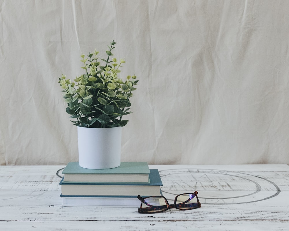 green plant in white ceramic vase