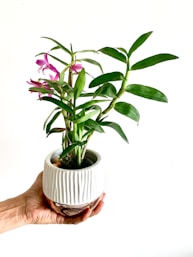 person holding green plant on white ceramic pot