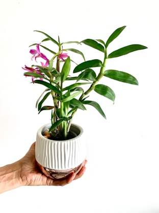 person holding green plant on white ceramic pot