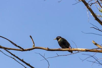 black bird on brown tree branch during daytime
