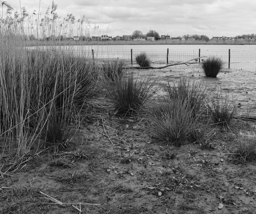 grayscale photo of grass field