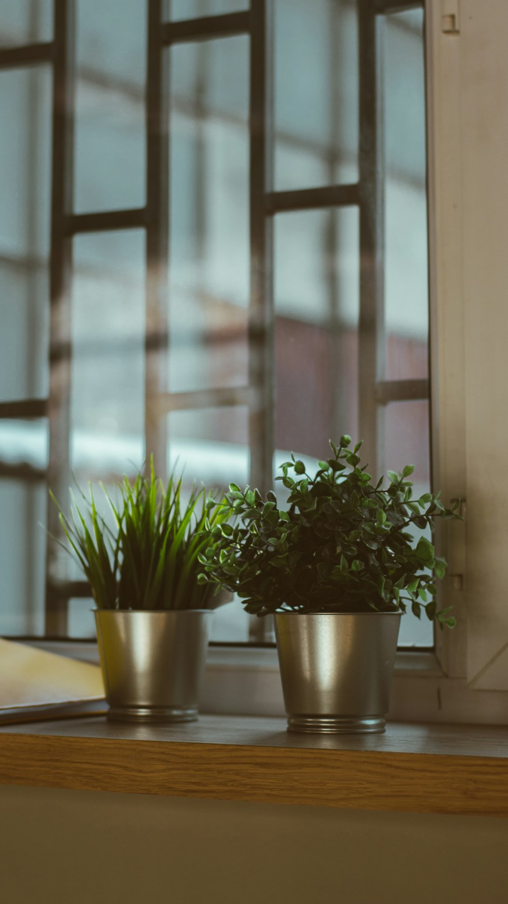 green plant on stainless steel pot