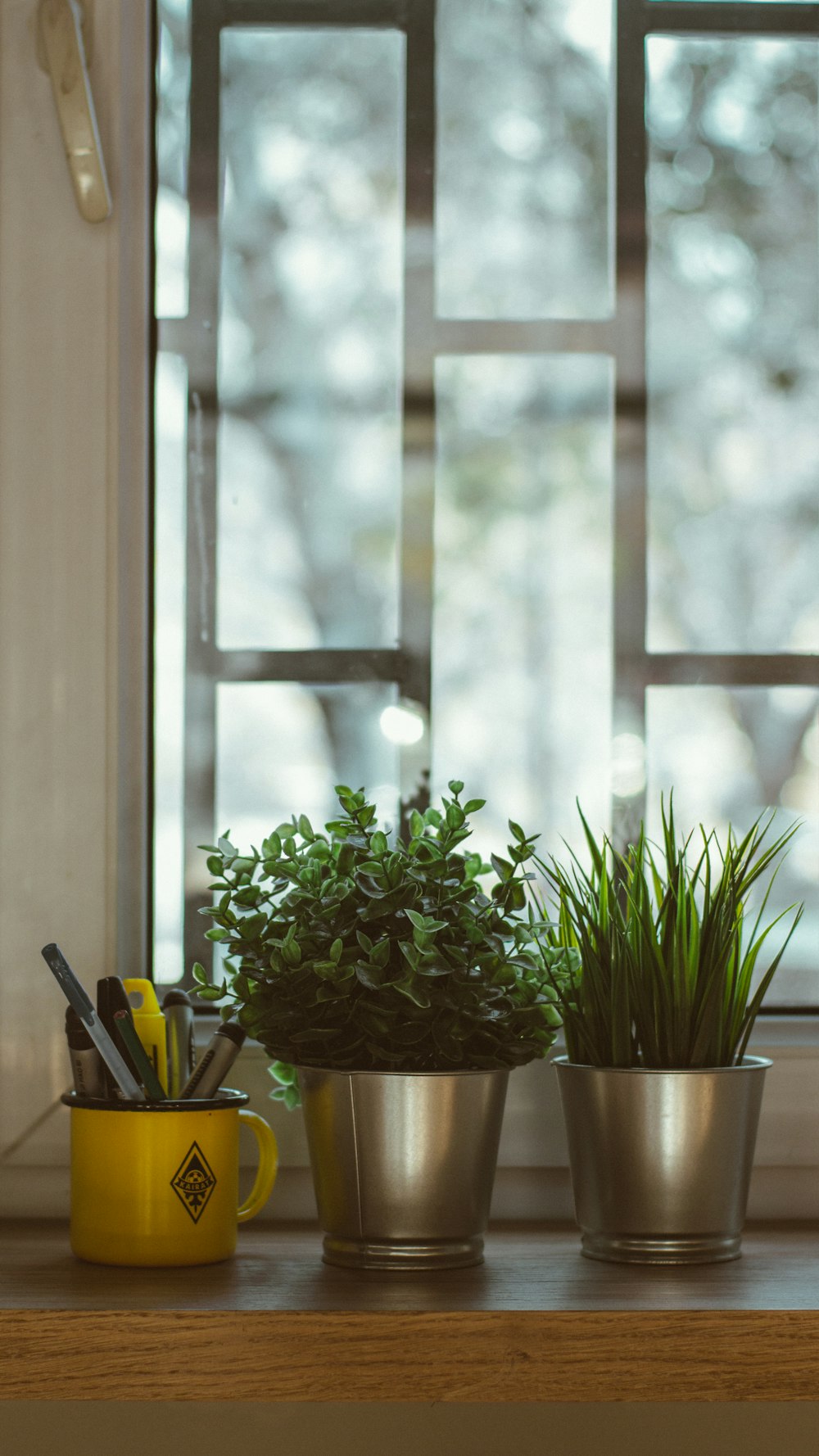 green plant on brown wooden table