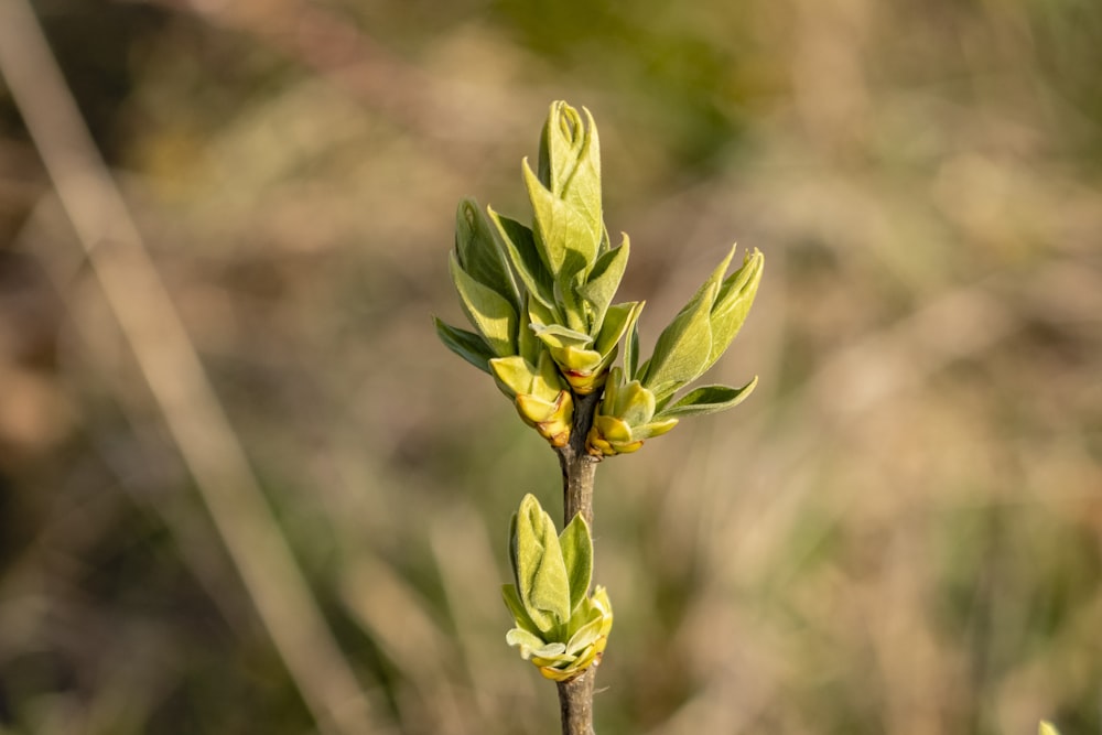 green leaf plant in close up photography