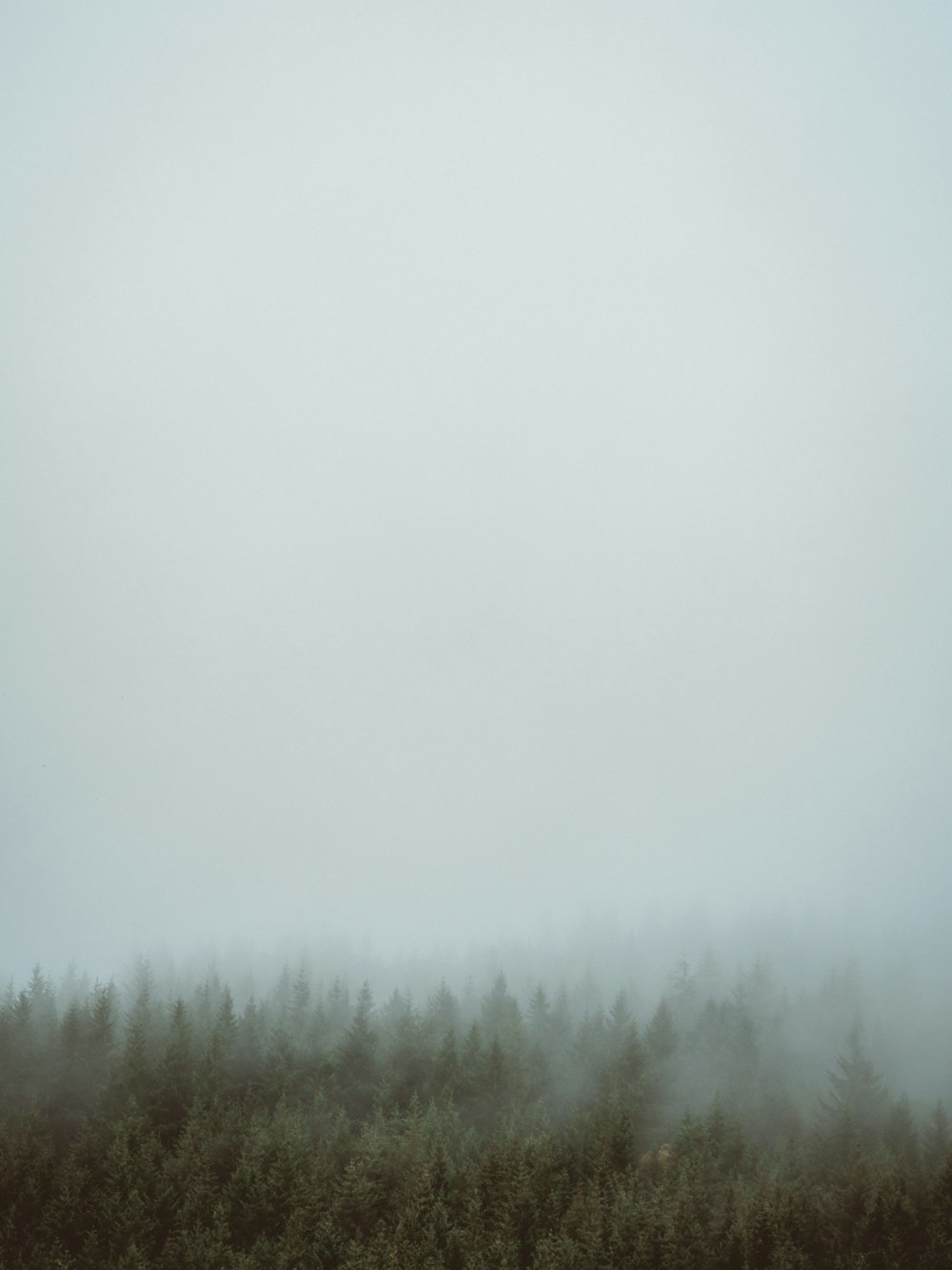 green trees covered by fog