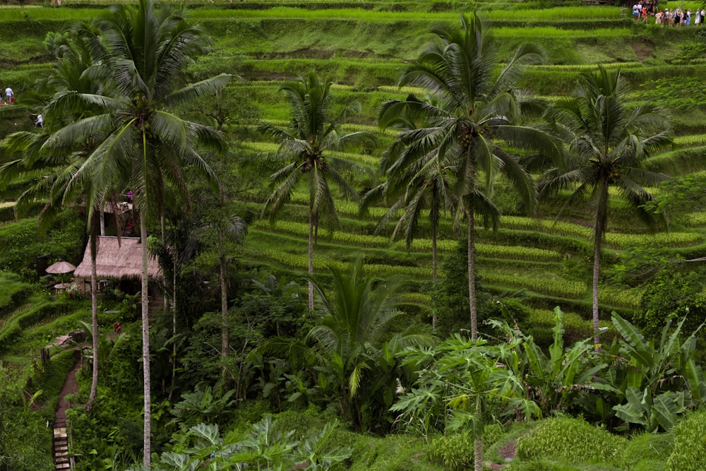 green coconut palm tree lot