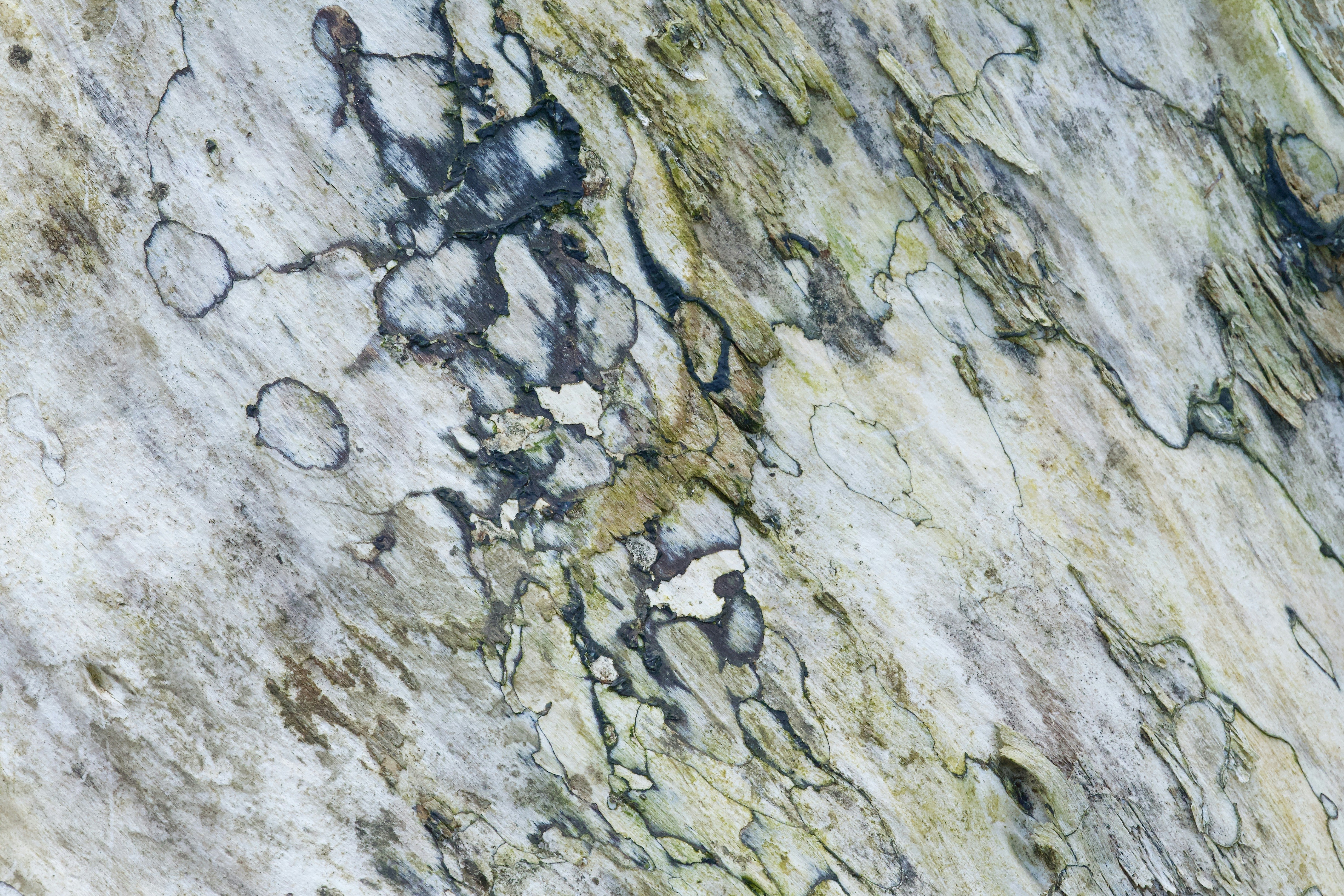 black and brown bird on brown rock