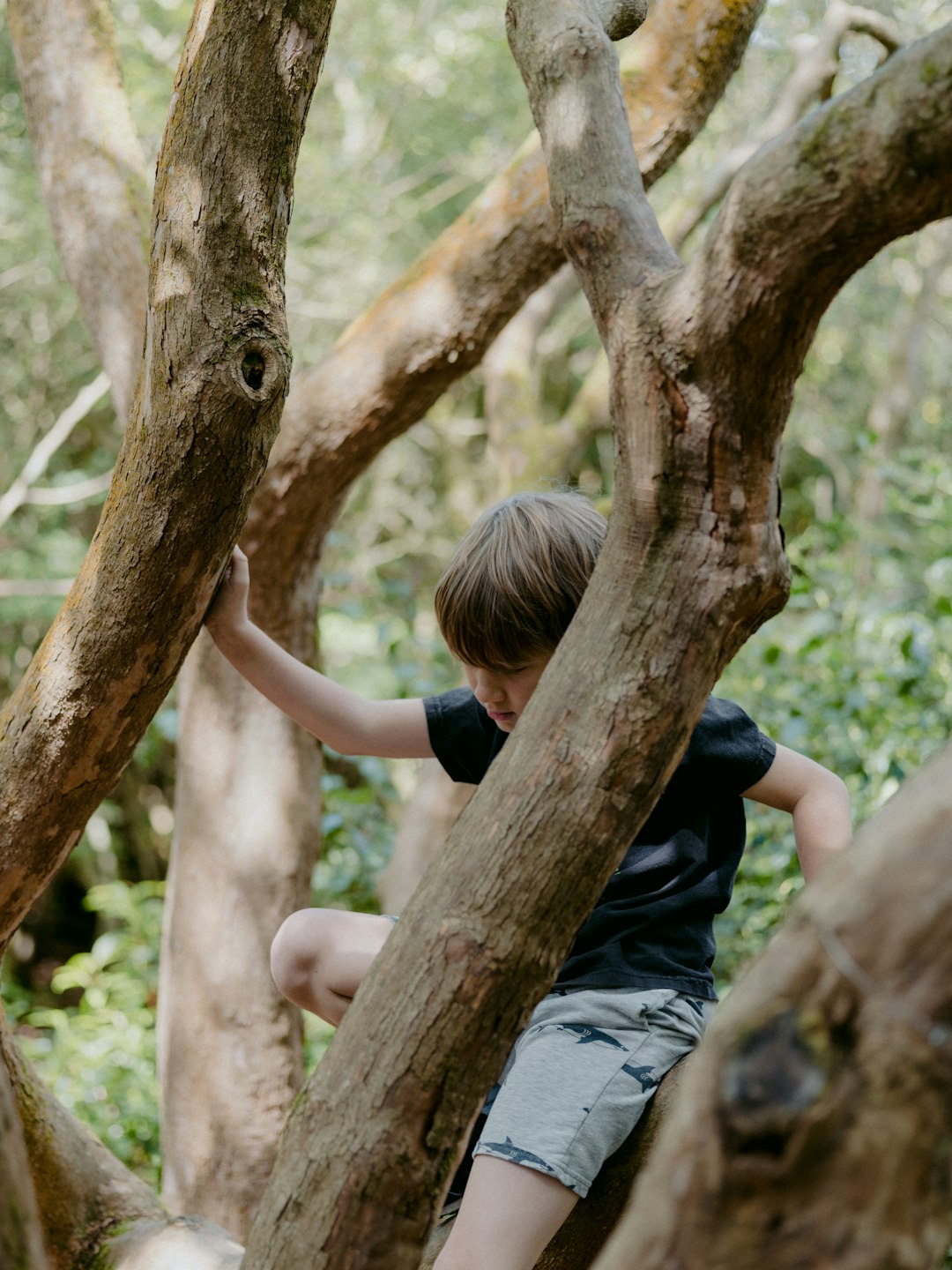 girl in black t-shirt and gray denim jeans climbing on brown tree during daytime