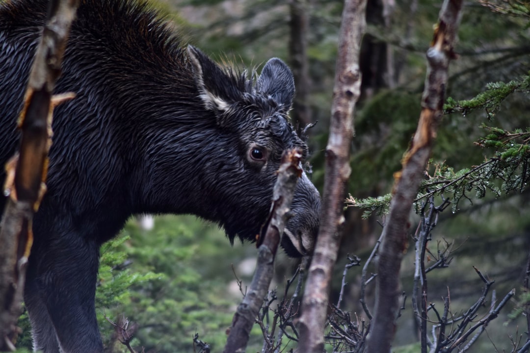 travelers stories about Old-growth forest in Parc national de la Gaspésie, Canada