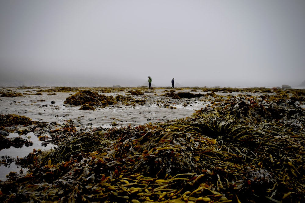 person standing on seashore during daytime