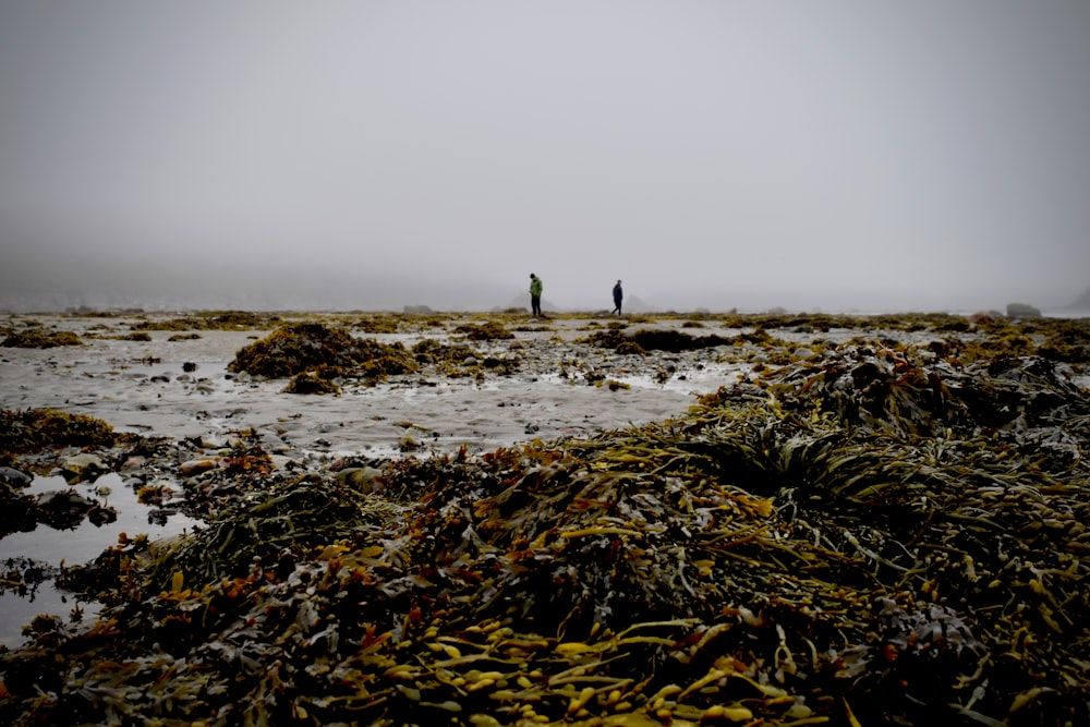 Persona de pie en la orilla del mar durante el día