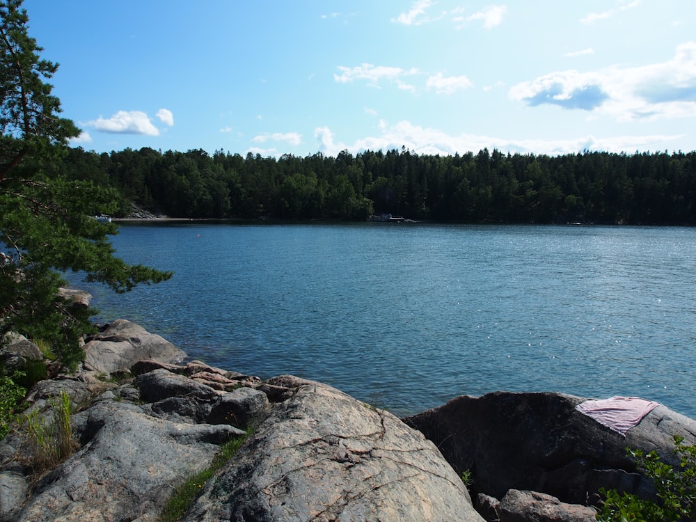 green trees beside body of water during daytime