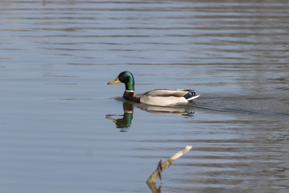 Stockente tagsüber auf dem Wasser