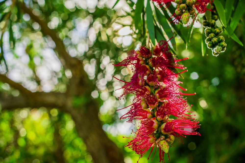 red flower in tilt shift lens