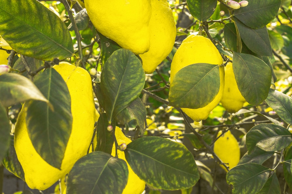 frutta gialla su foglie verdi