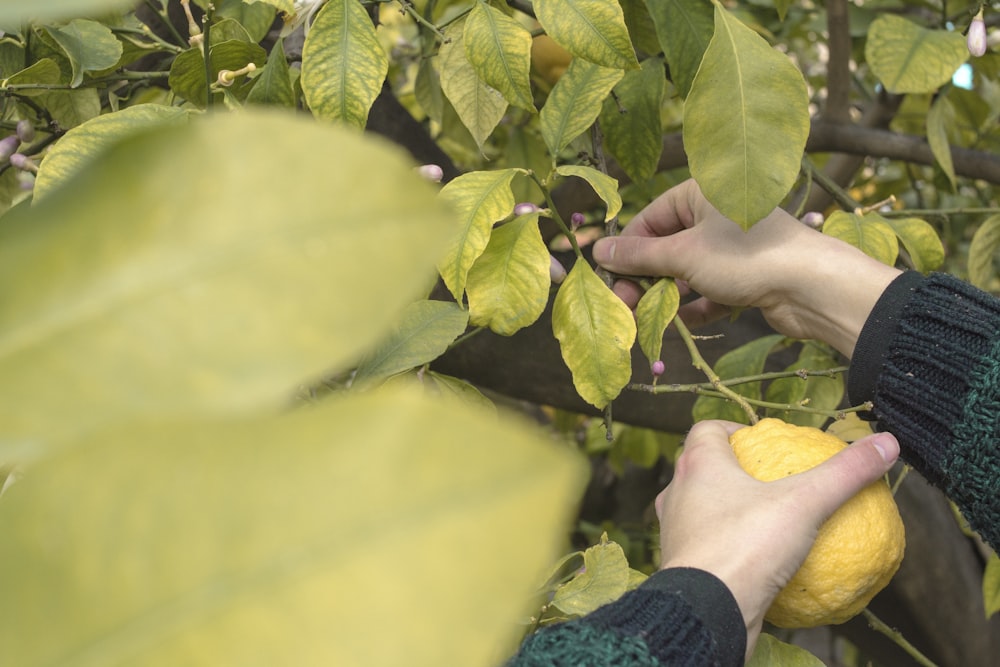 person holding green leaves during daytime