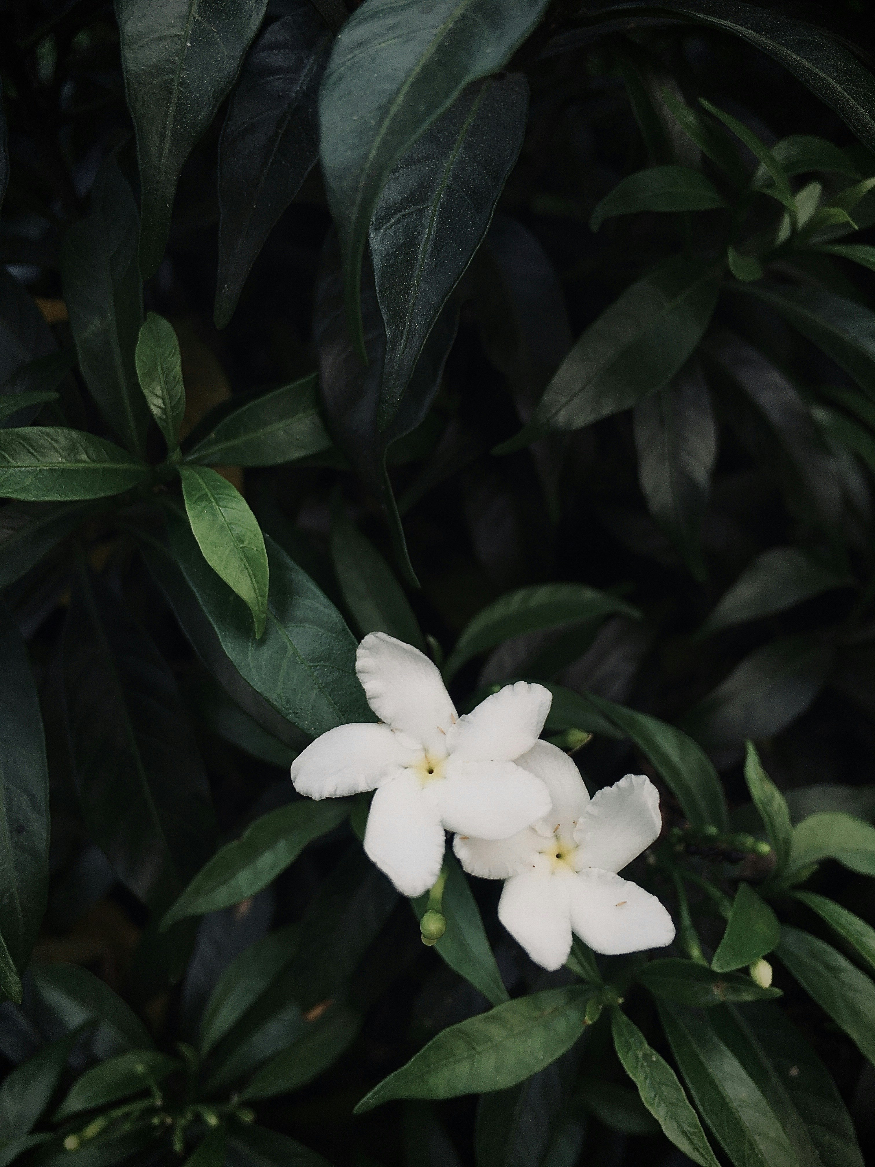 Photo by ahmadayan99_