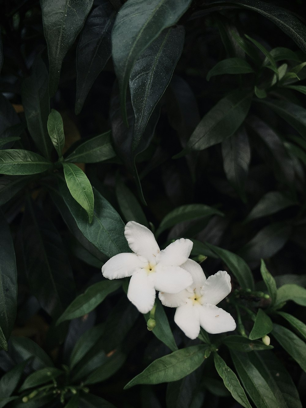 white 5 petaled flower in bloom