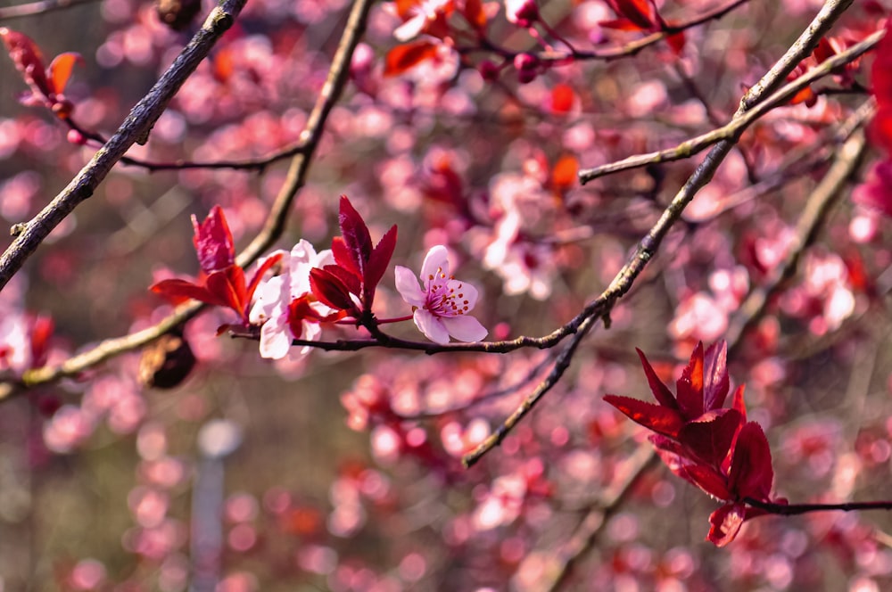 pink cherry blossom in bloom during daytime