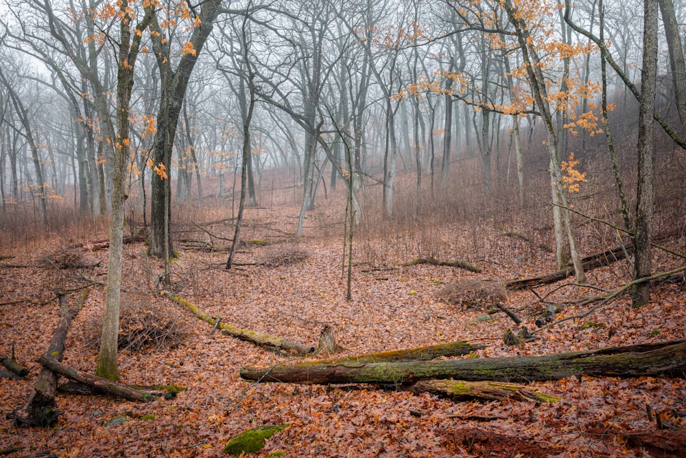 brown bare trees on brown ground during daytime