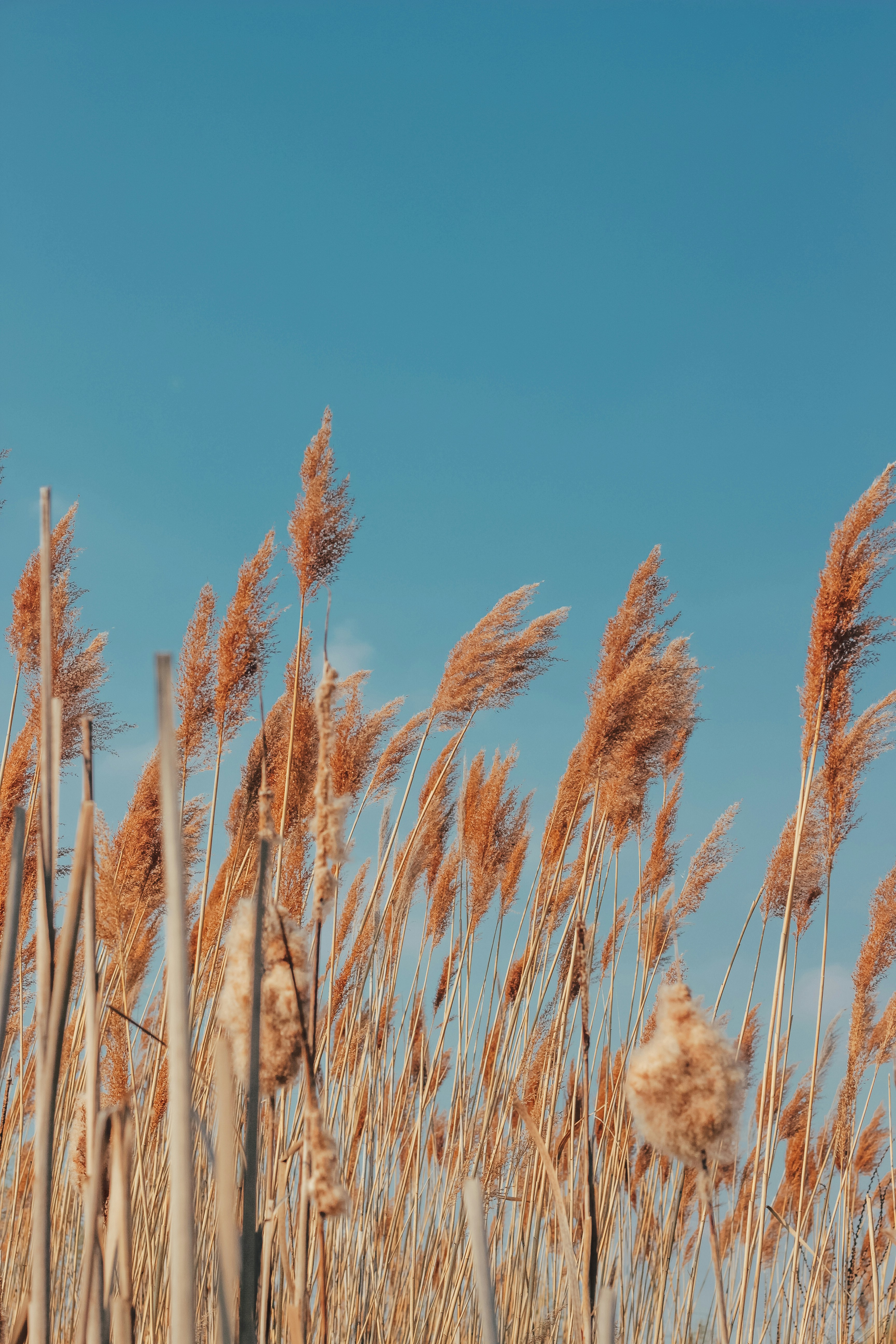 Choose from a curated selection of grass backgrounds. Always free on Unsplash.