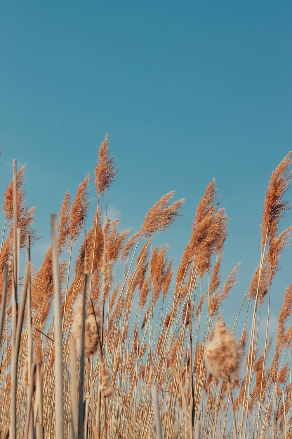 brown wheat field under blue sky during daytime