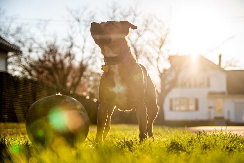 brown and white short coated dog running on green grass field during daytime