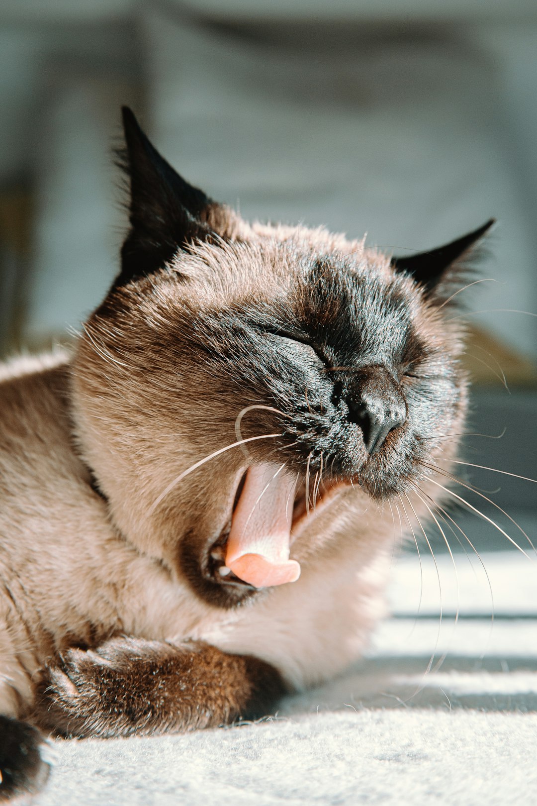 brown and black cat licking mouth