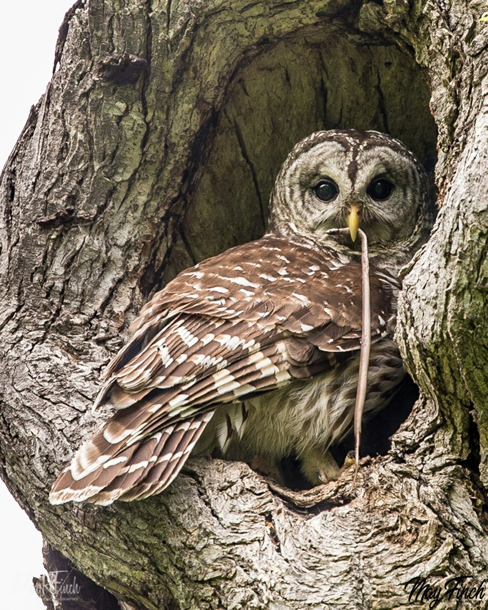 brown and white owl on brown tree branch