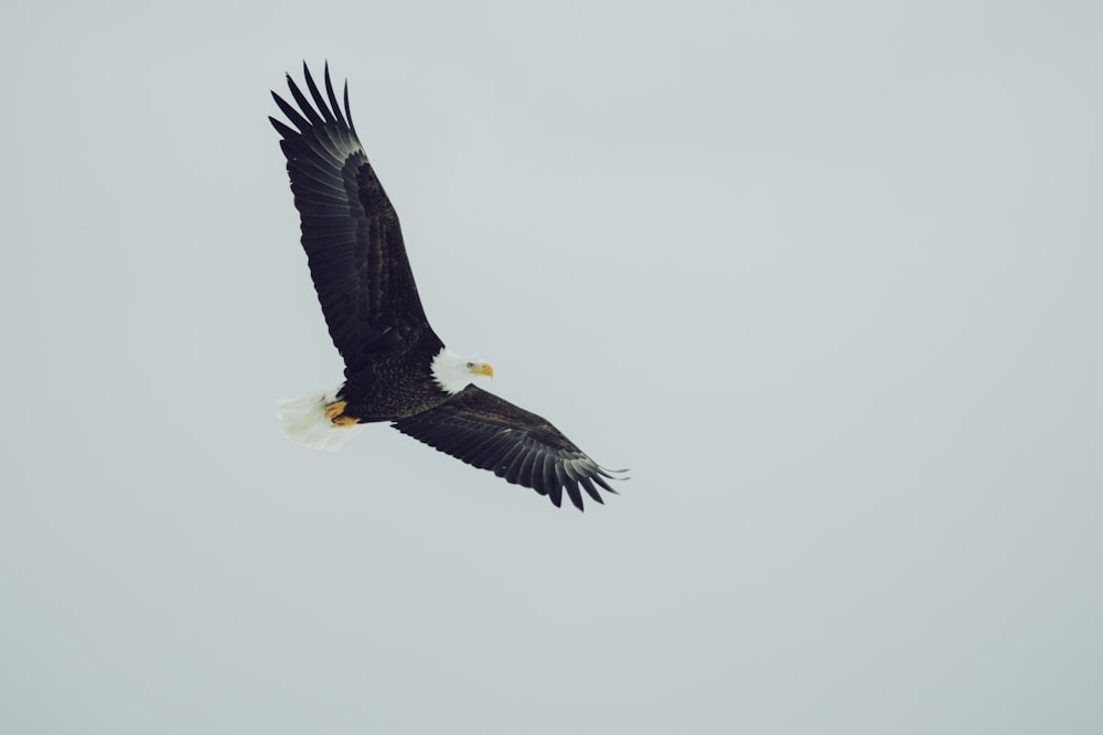 Aigle noir et blanc volant