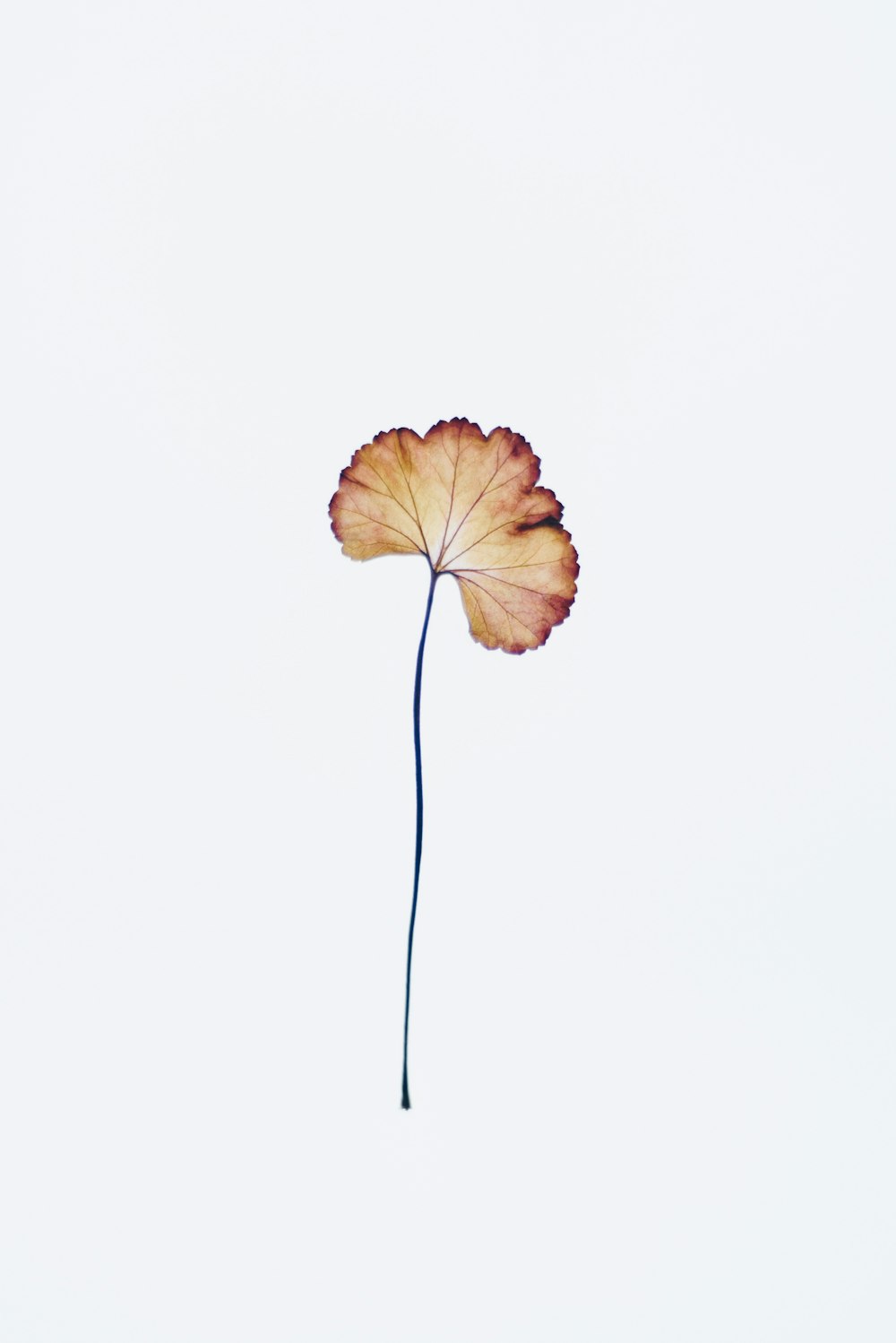 brown maple leaf on white background