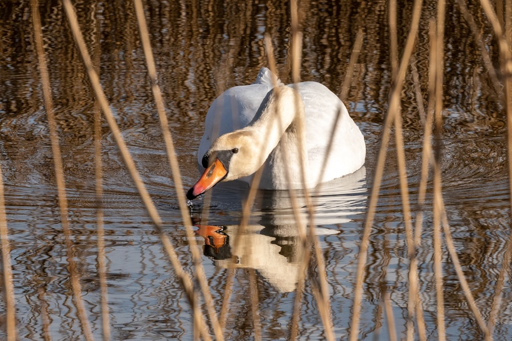 white swan on body of water during daytime