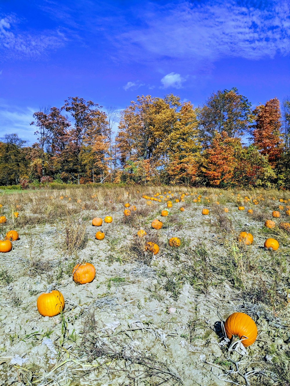 orange pumpkins on green grass field during daytime