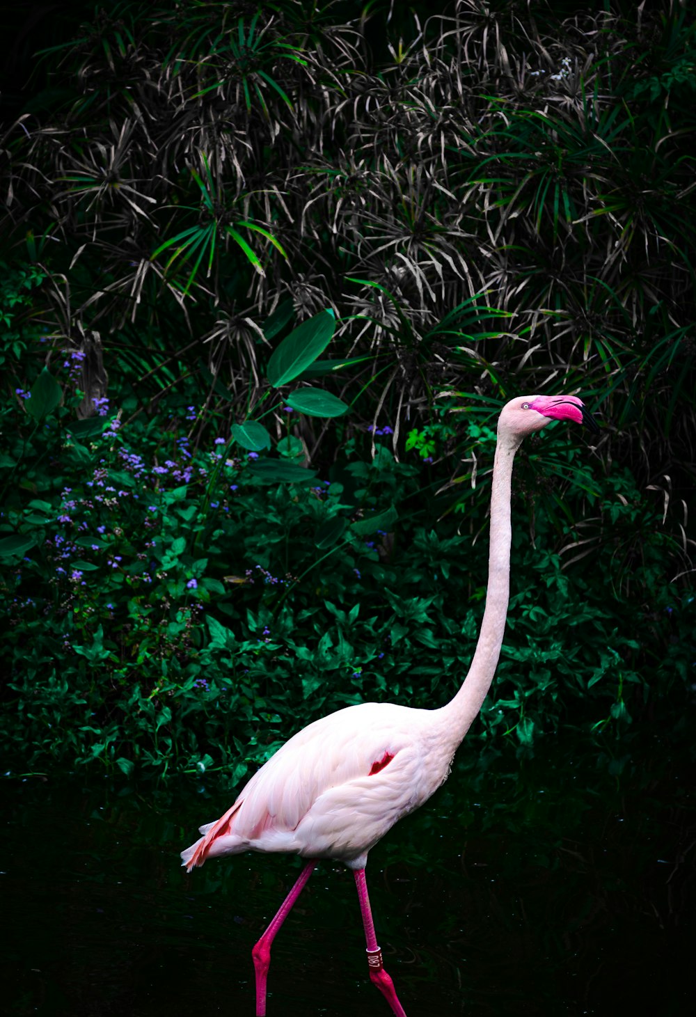 pink flamingo on green grass during daytime