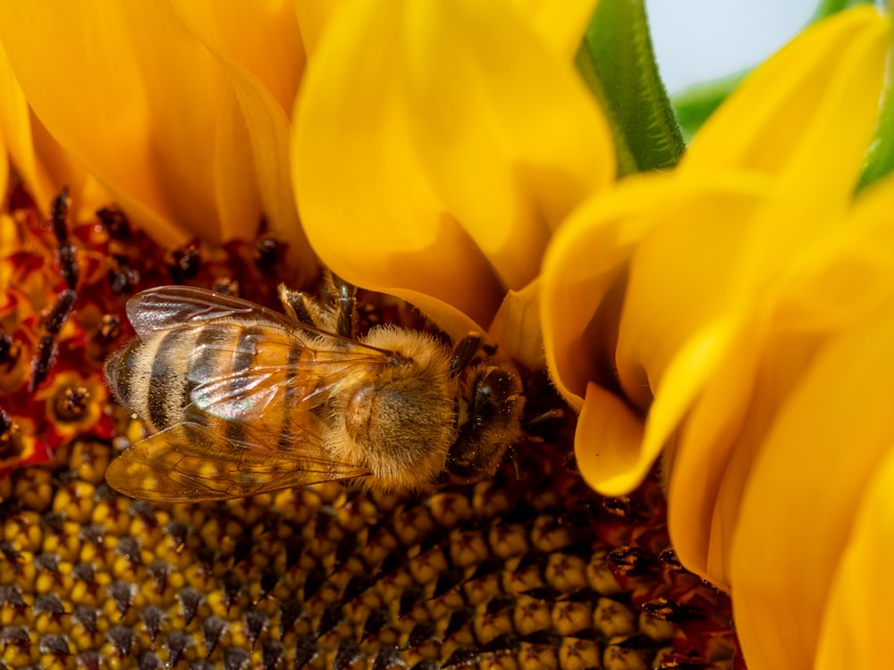 honeybee perched on yellow flower in close up photography during daytime