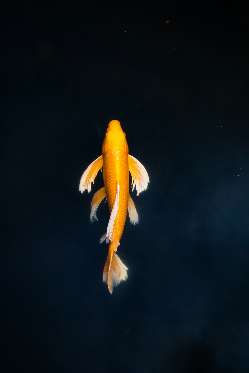 Peces amarillos y blancos en el agua