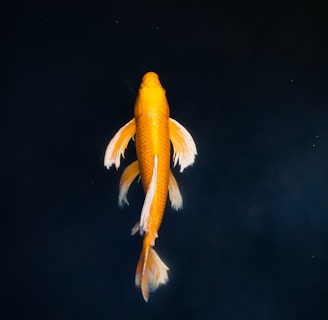yellow and white koi fish in water