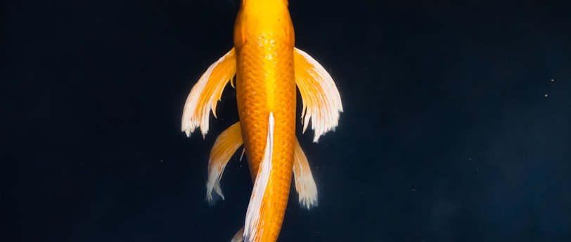 yellow and white koi fish in water