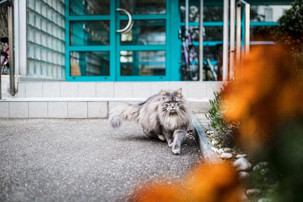 grey long fur cat on grey concrete floor