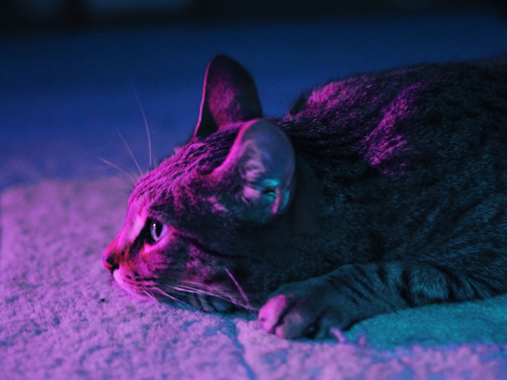 brown tabby cat lying on white textile