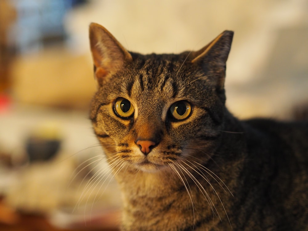 brown tabby cat in tilt shift lens