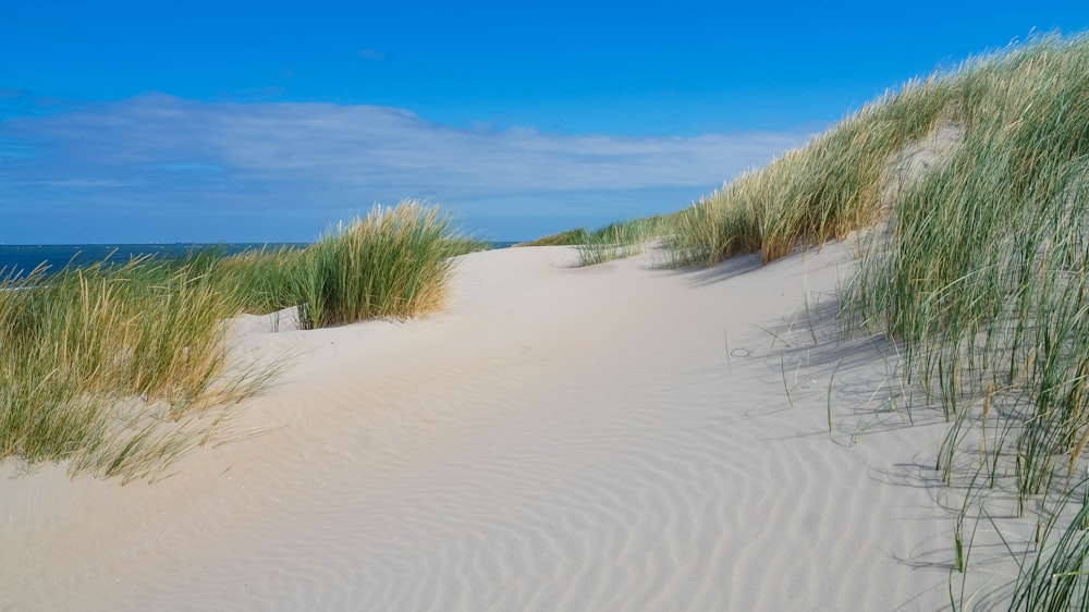 green grass on white sand under blue sky during daytime