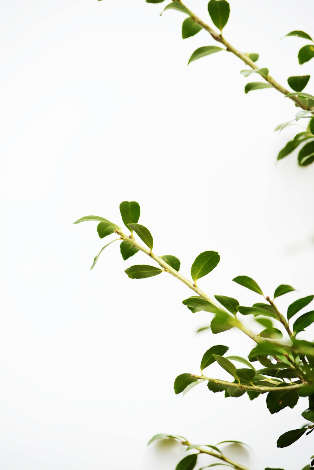 green leaves in white background