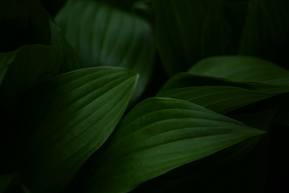 green leaf plant in close up photography